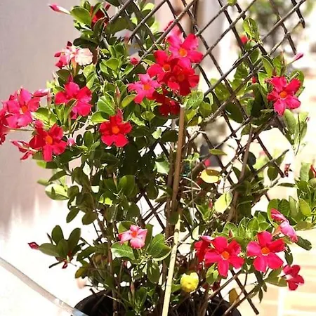 Lobo Algarve Holiday park *